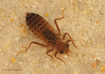 Hylogomphus apomyius, nymph